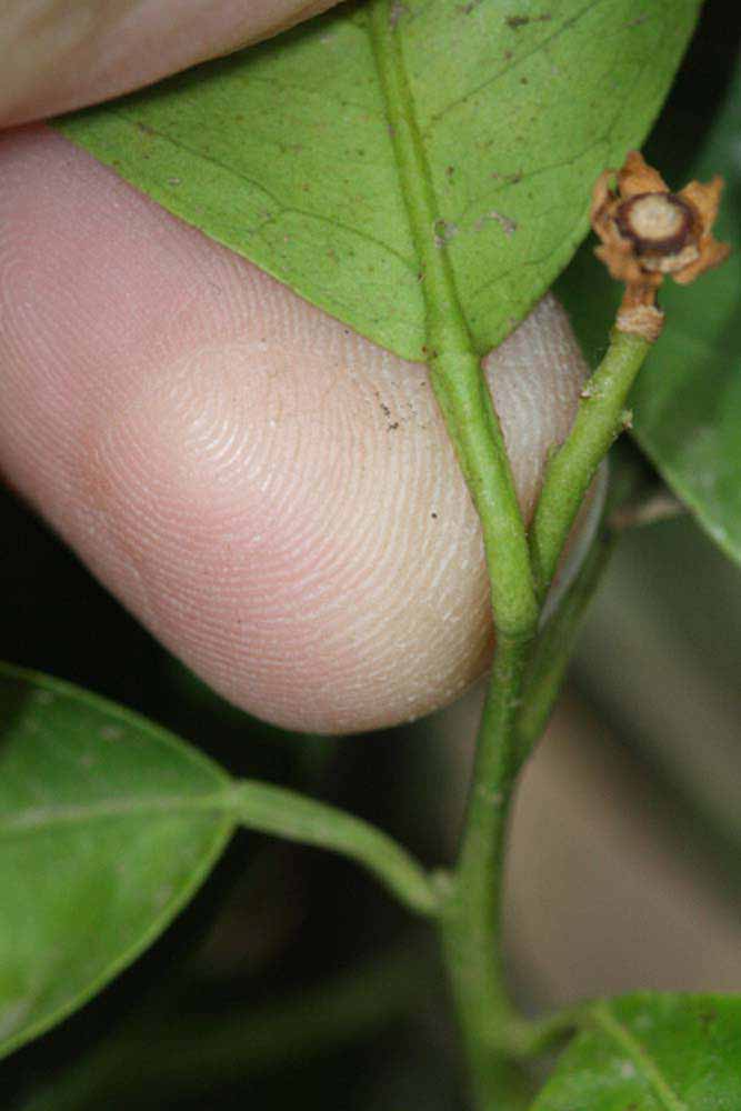              Petiole (Riverside, CA)       